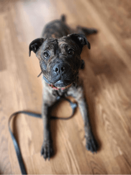 Stella - Thumbnail 1