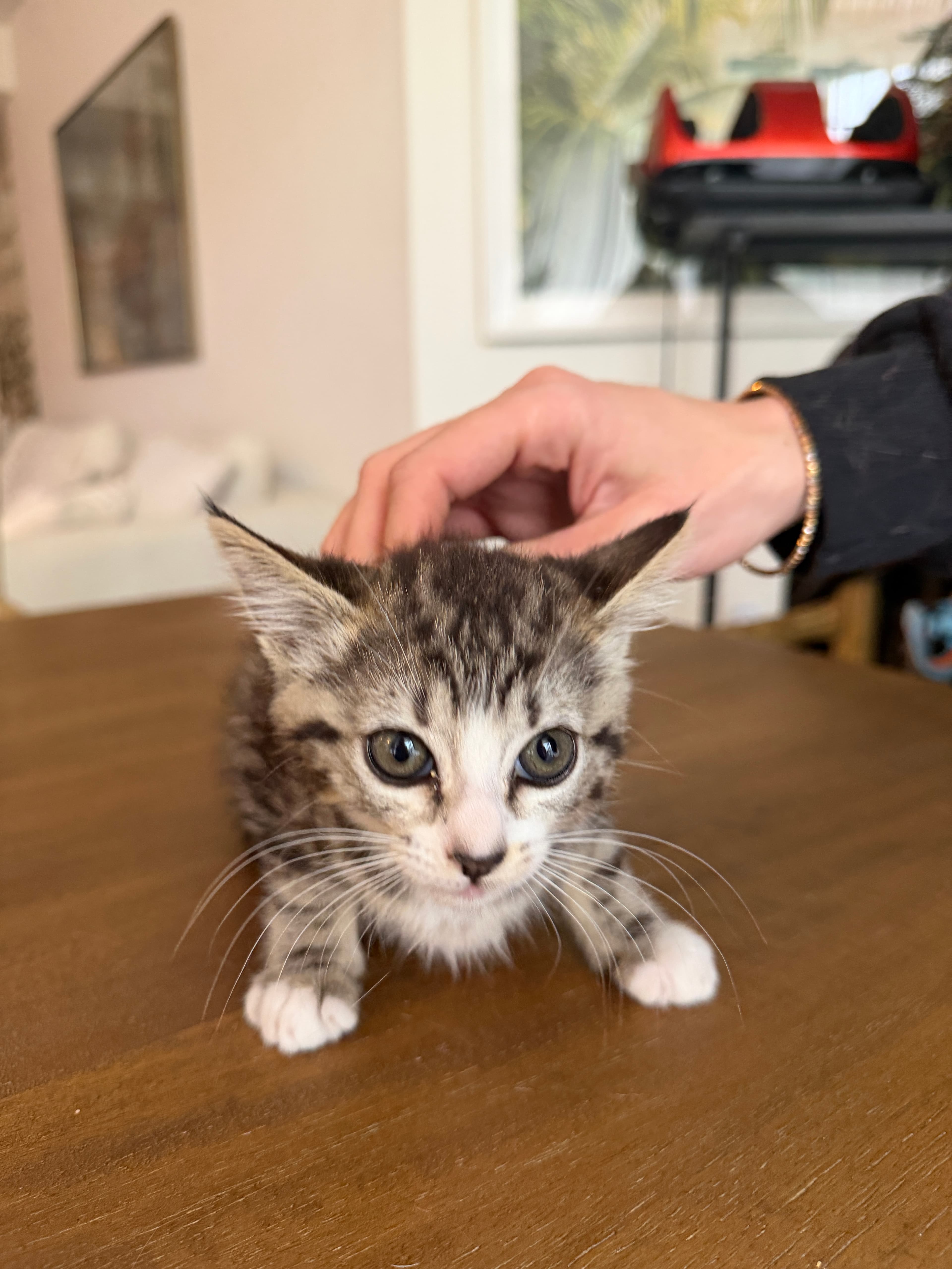 Juno And Her Kittens - Photo 4