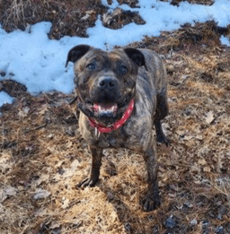 Stella - Thumbnail 4